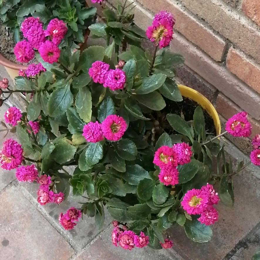 用户9247001410988兰