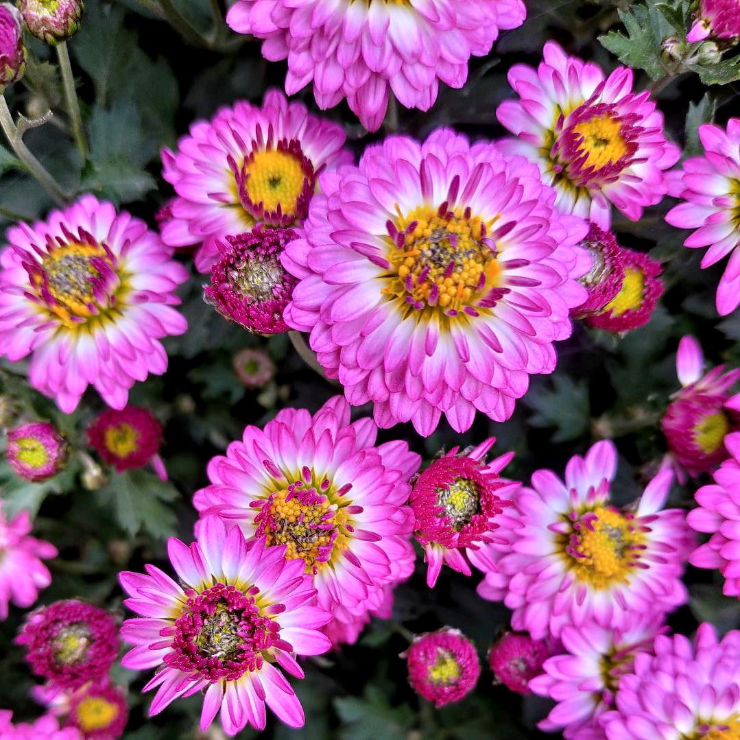 黎明꧁挽꧂夕阳