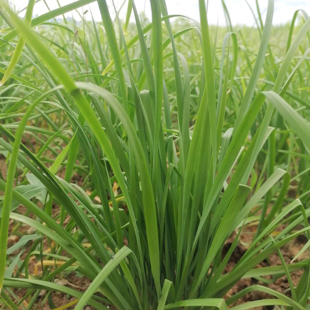 韭菜精选百货