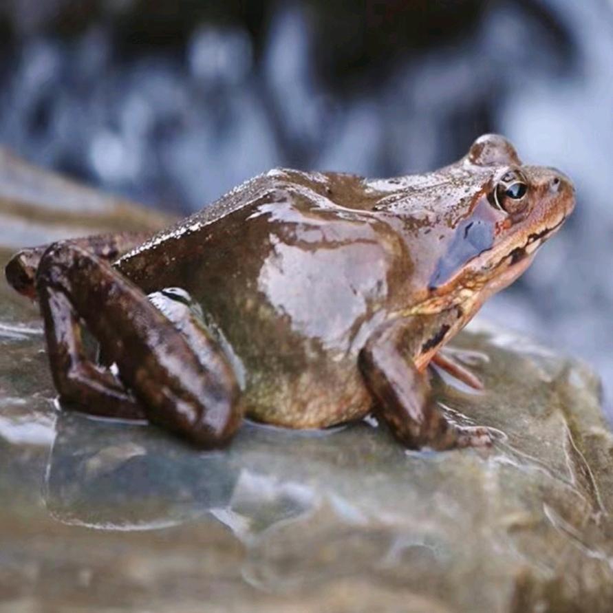 山东莱州俊豪林蛙养殖基地