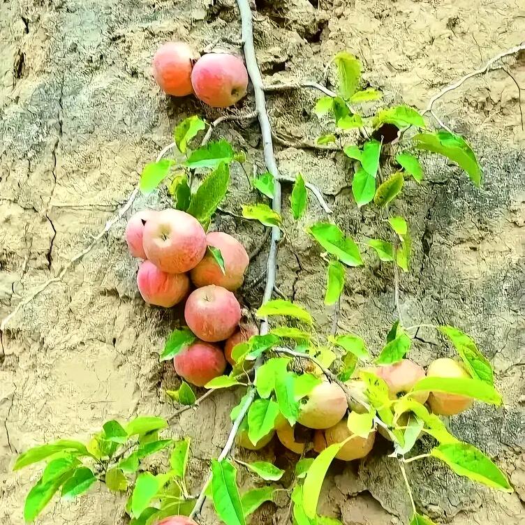 来自东北，黑龙江