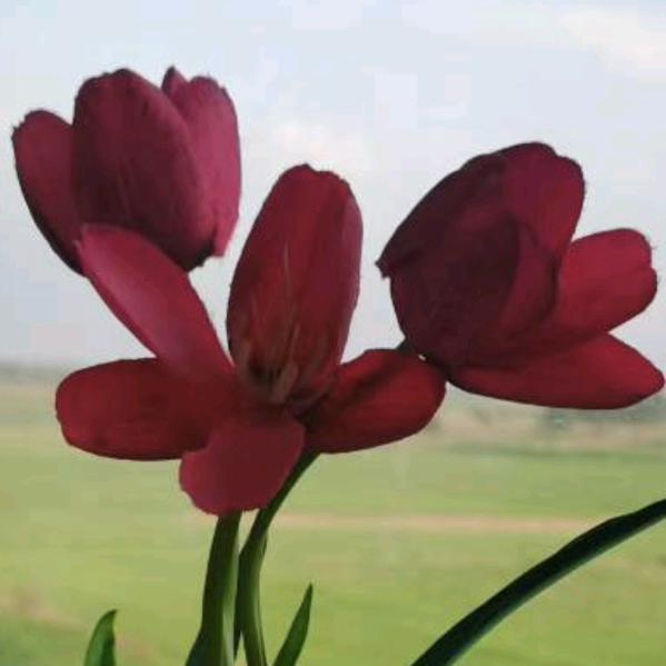 芬芳姐