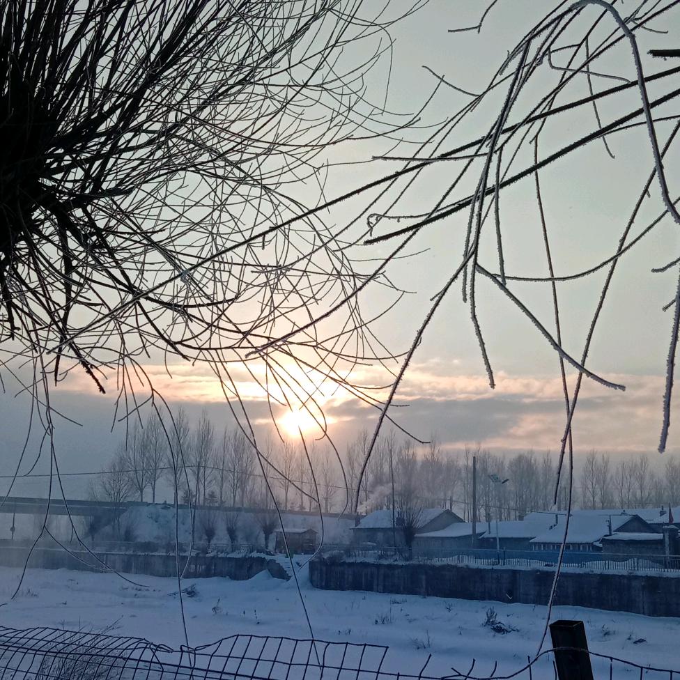 我是一棵小小草