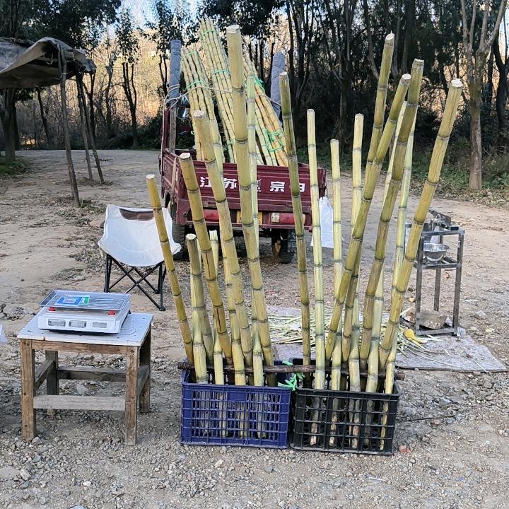 嘉午台山脚下的甘蔗摊