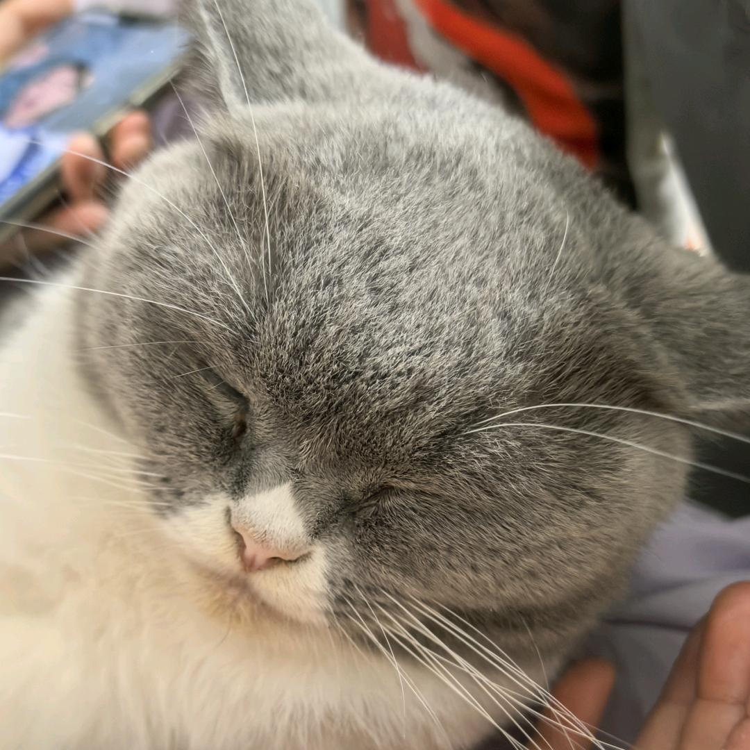 会飞的喵🐱