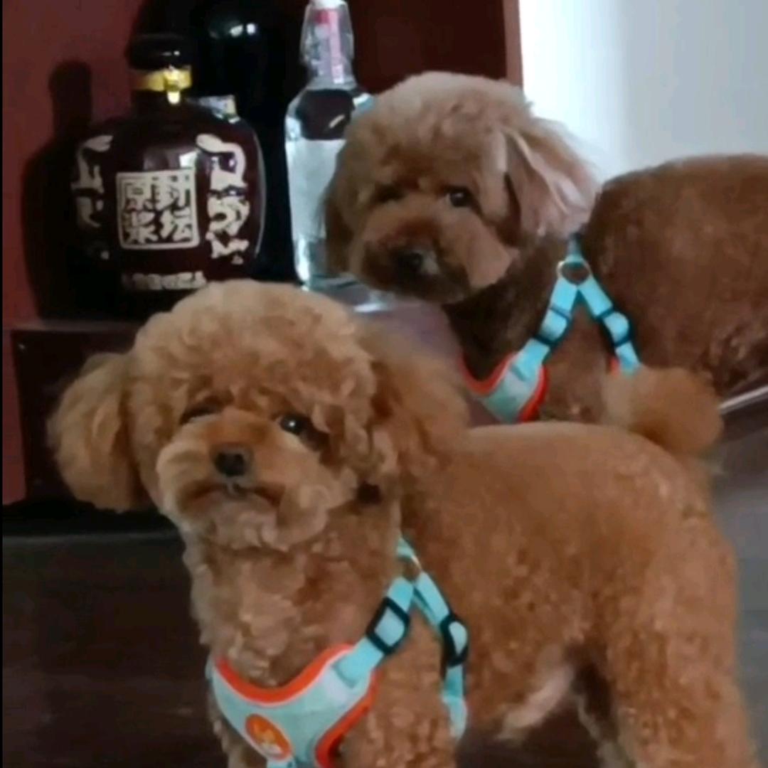 xiao-惦