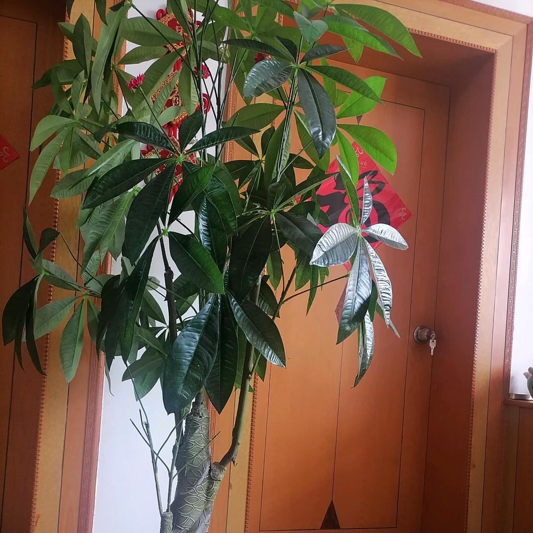 福如东海。