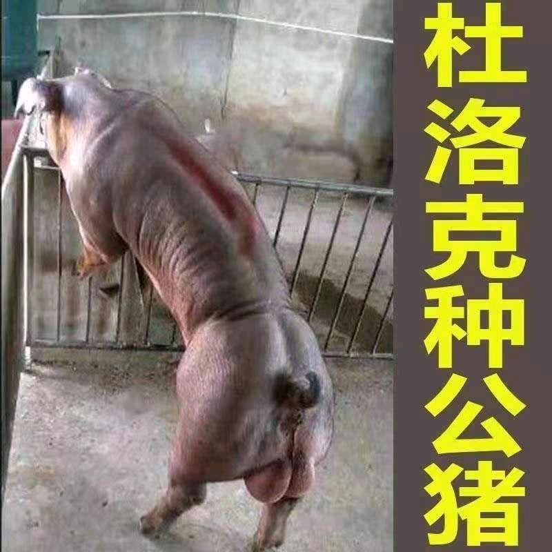 原种母猪繁育厂