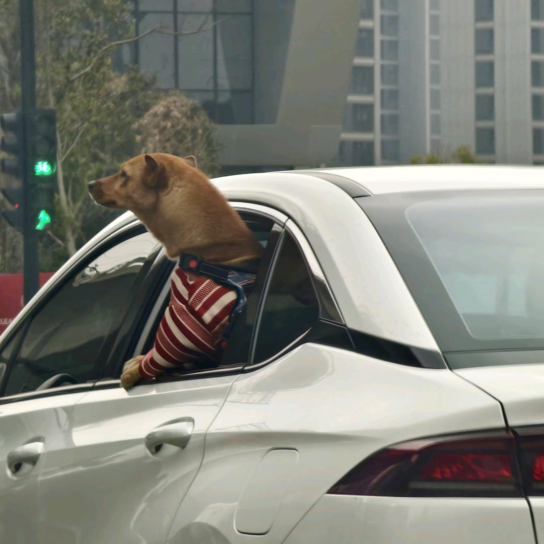 今晚的风很温柔