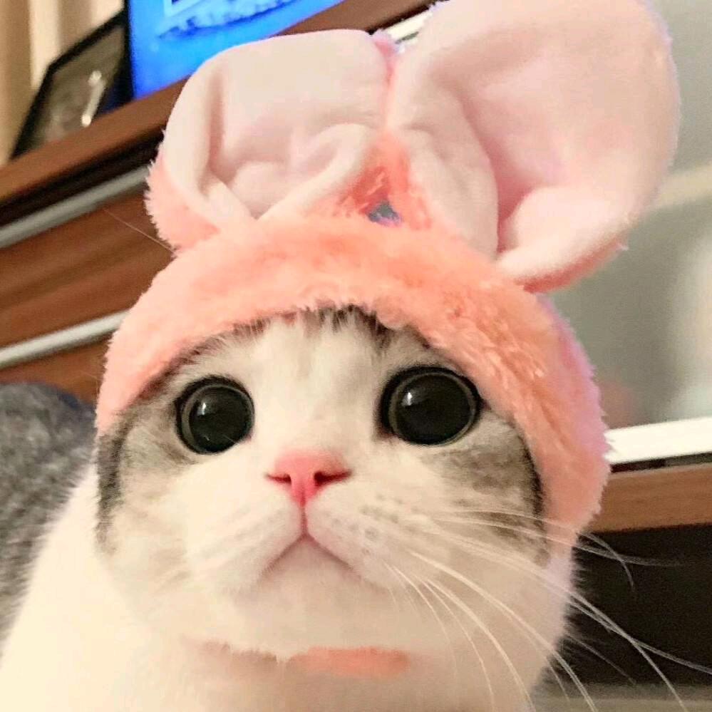 狗蛋