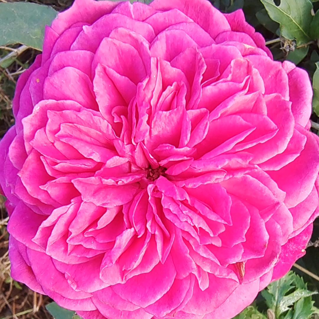 花开富贵🌺