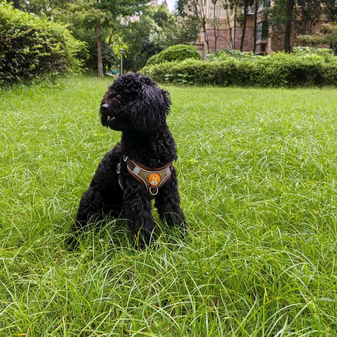 憨憨狗的日常