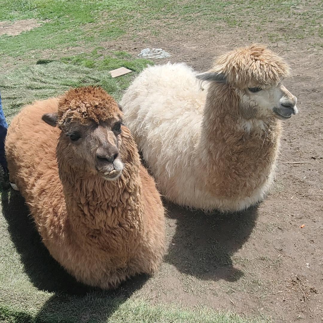 铭哥好物
