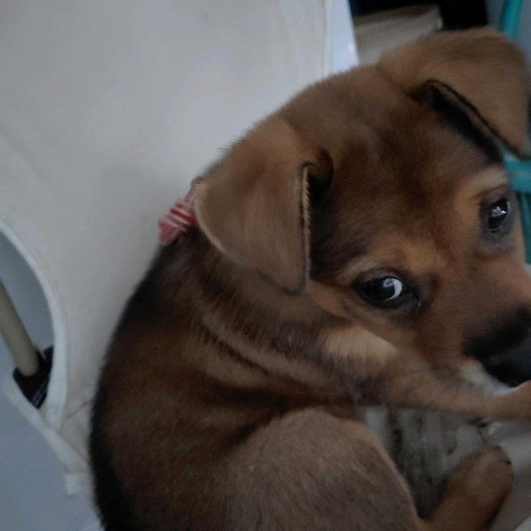 单身，(寻找真爱)不要彩礼