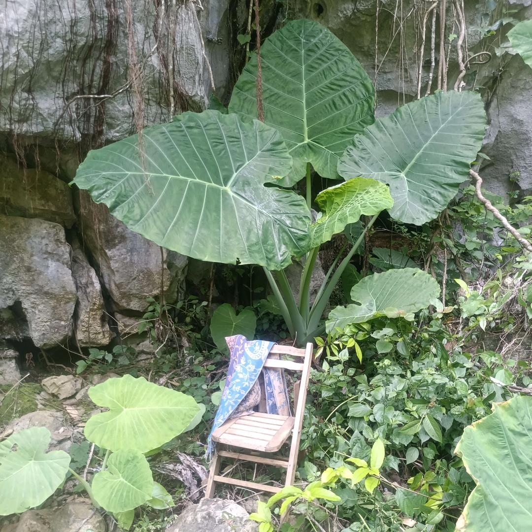 花山林海绿植园艺