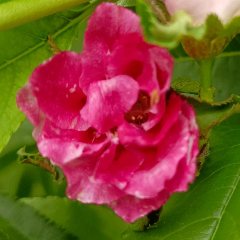 桃花别样红