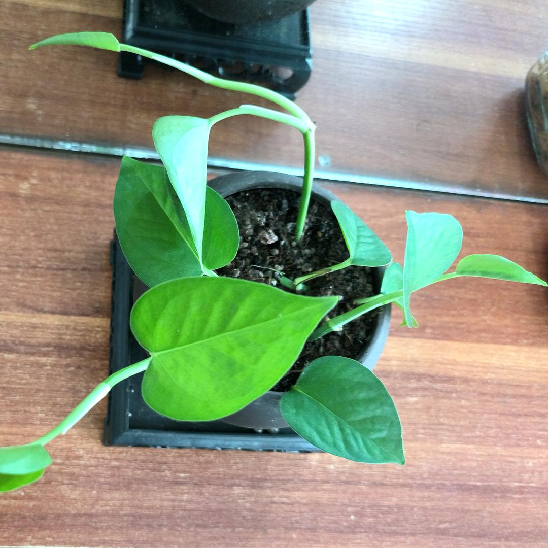 天赐