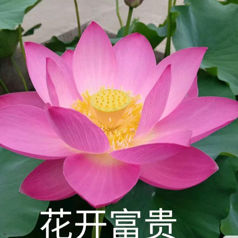 遇春