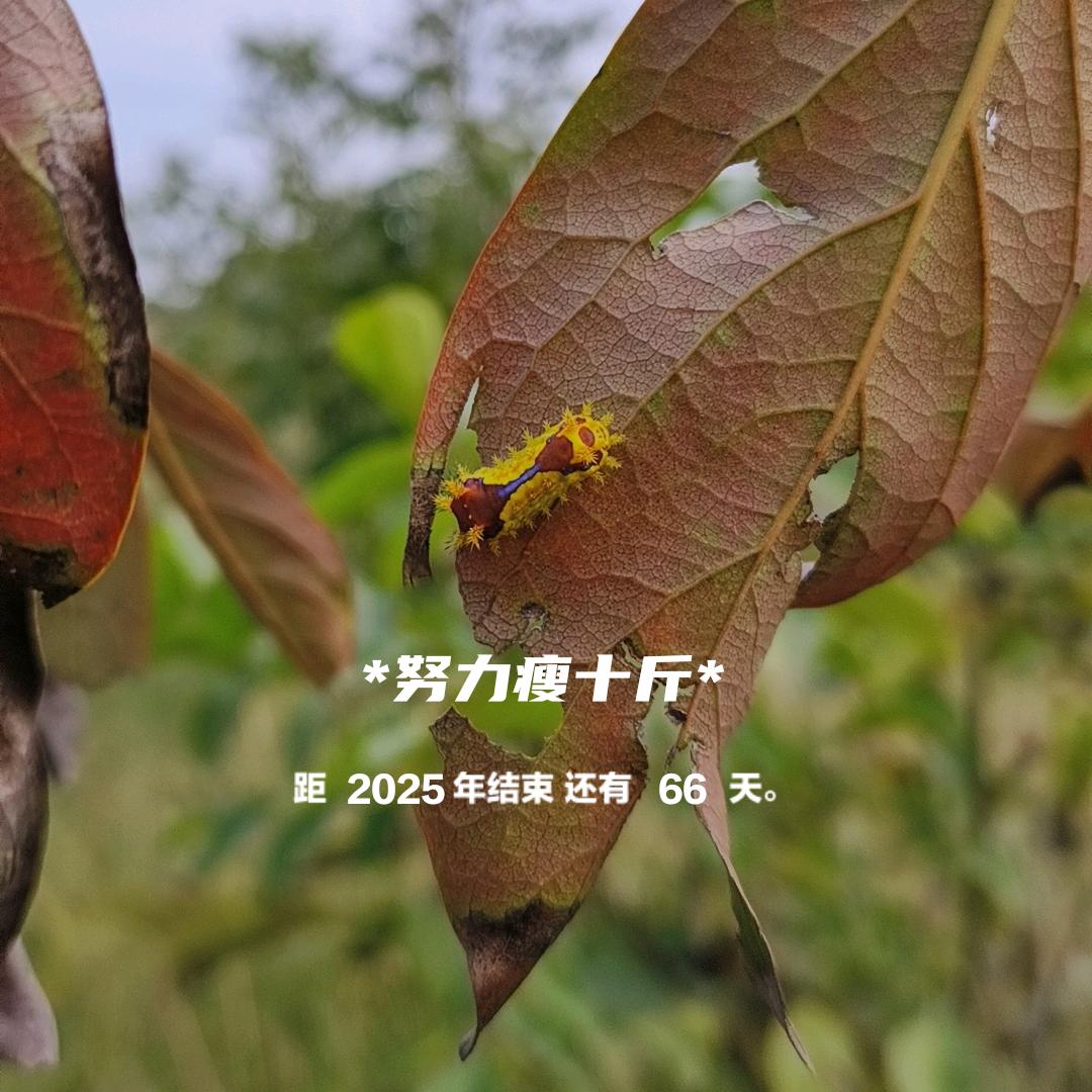 幺幺零（小目标）