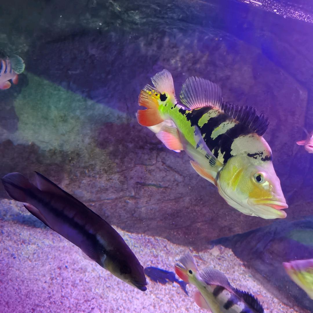 💘一身傲气🍀