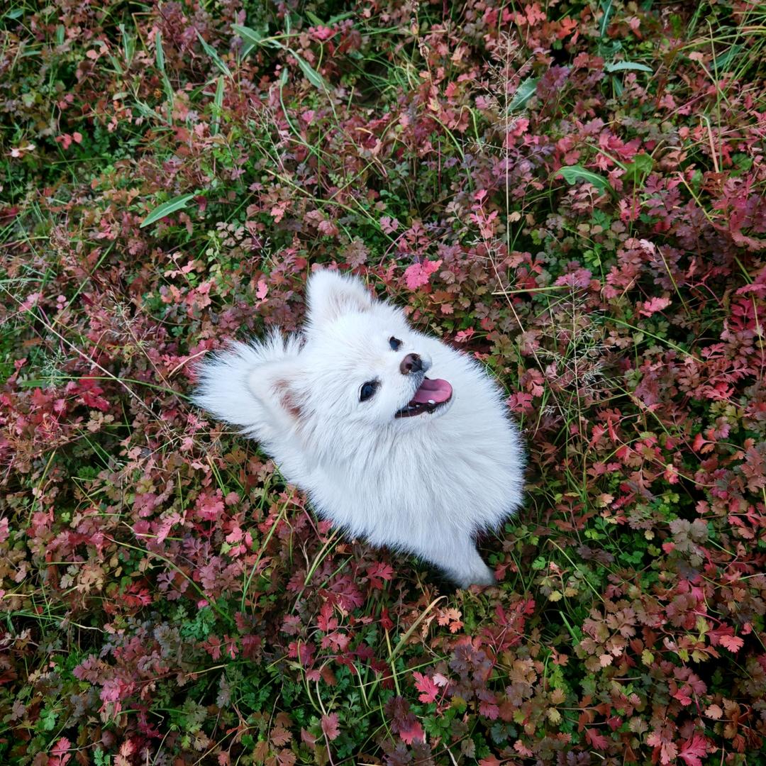い一朵小红花ゞ