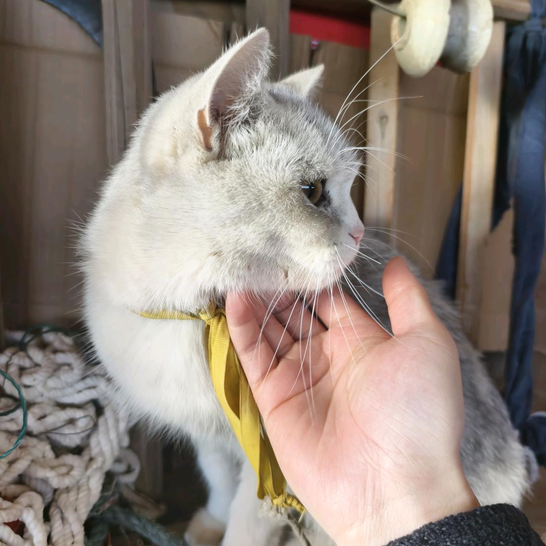 人于、、（三角洲菜鸟）