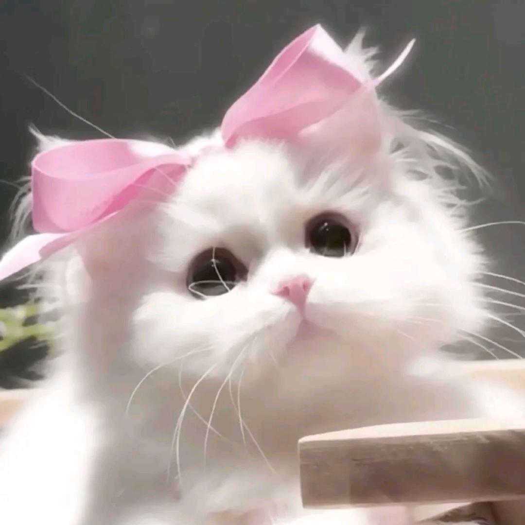 咪咪！！！