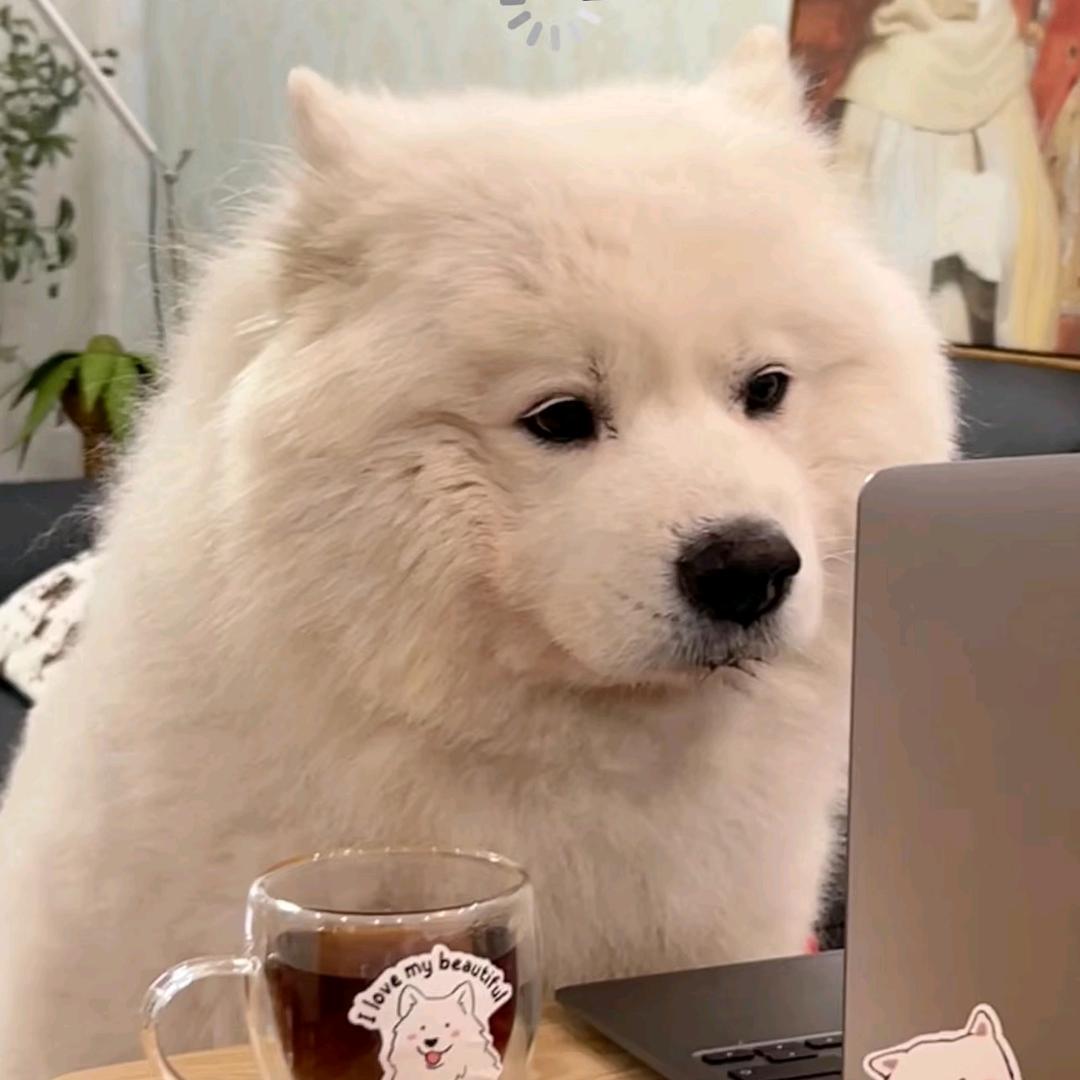🐶小狗在泡茶