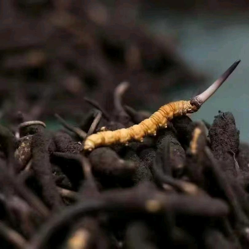 德清县山货旺学