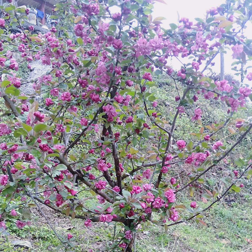 🌷陌然^O^遇见💐