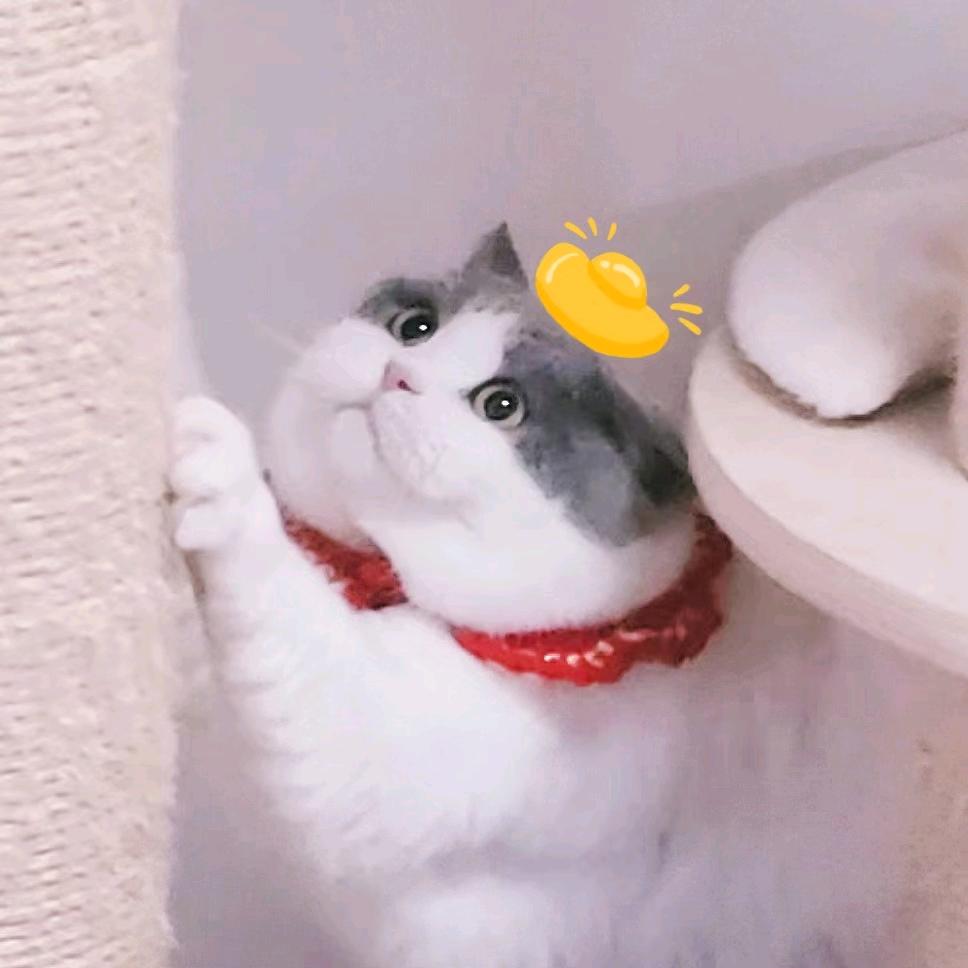 持眸