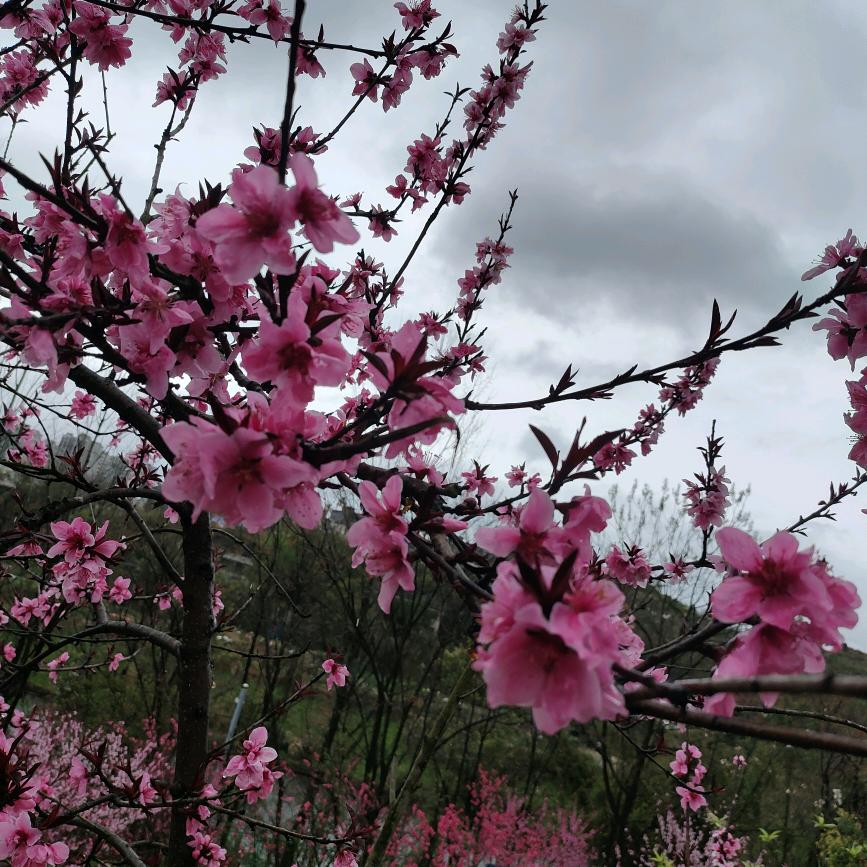 小章鱼