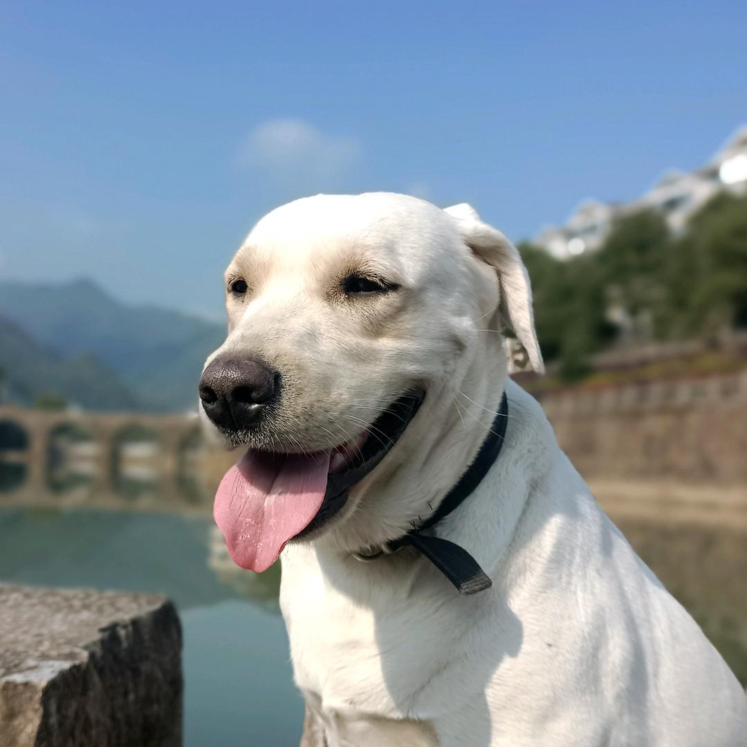 狗爹的小院生活