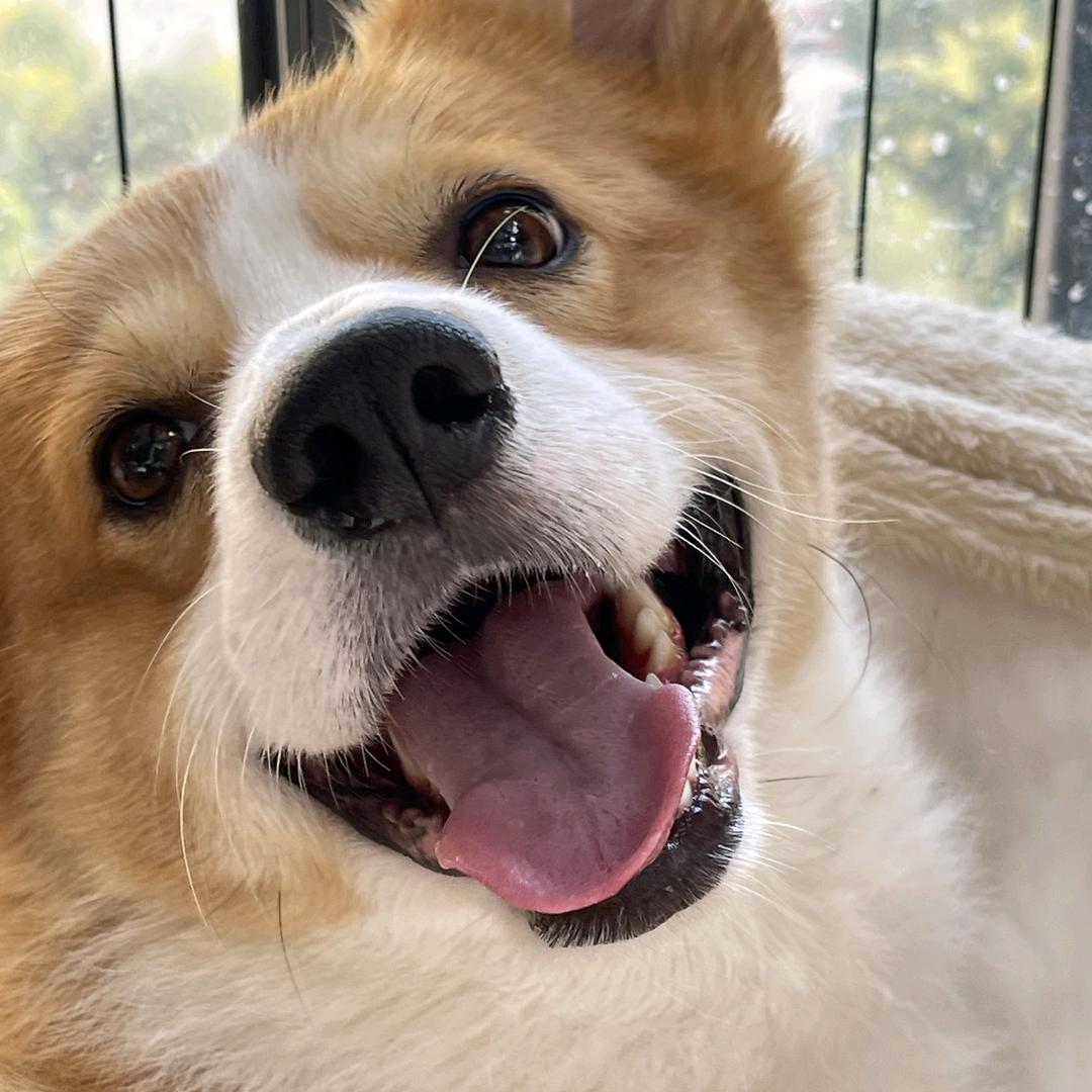 球球是只胖基🐶