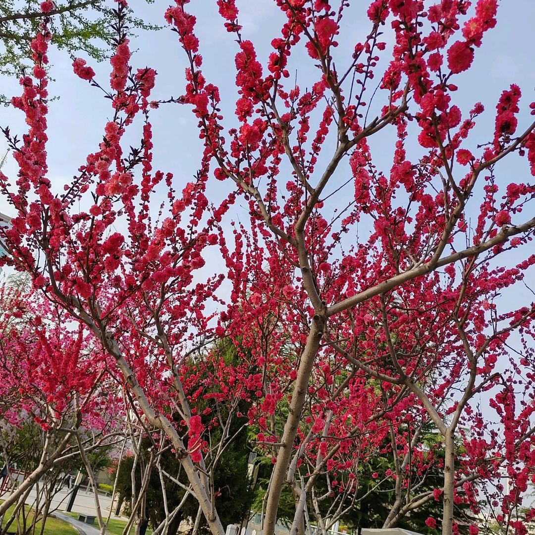 芳草依旧