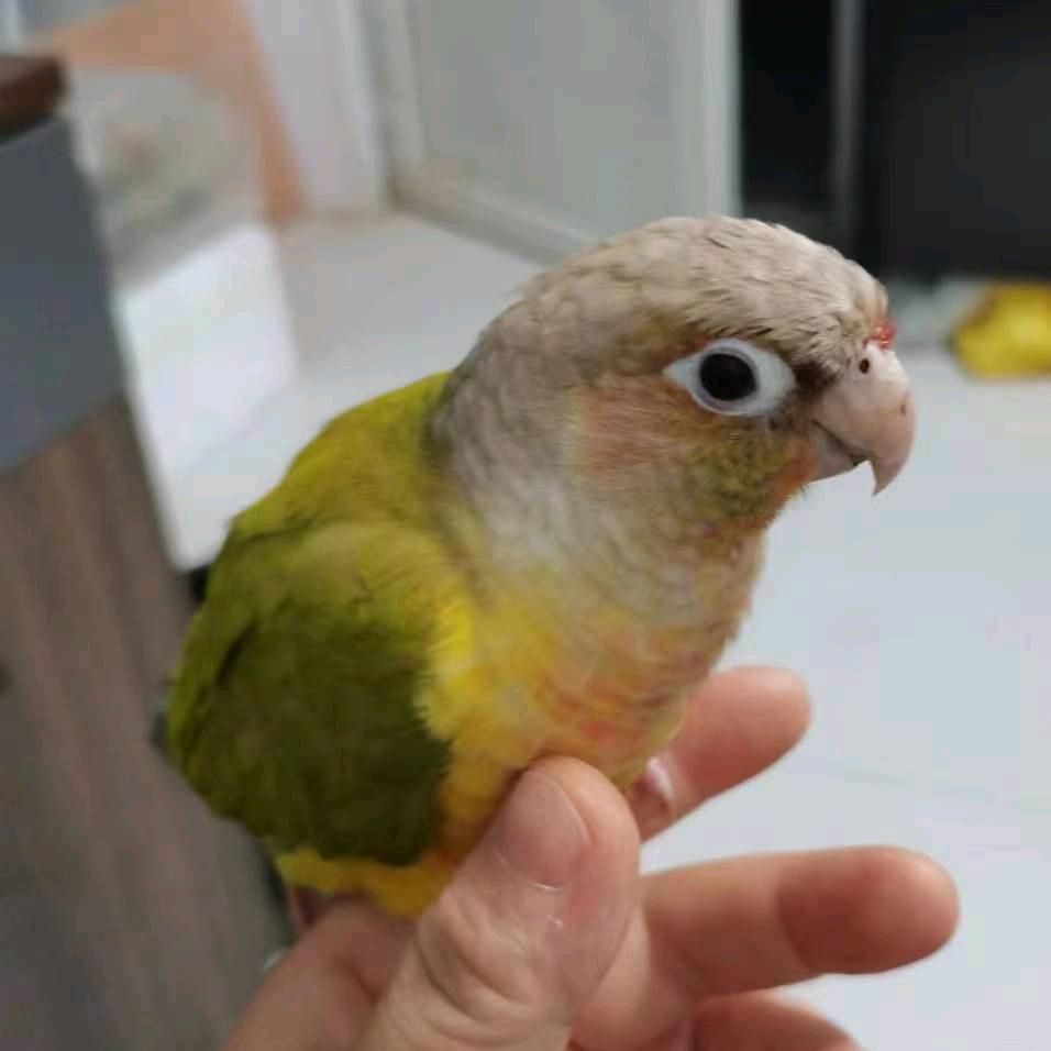 七彩鸟宠物小店