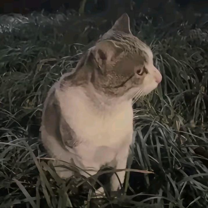 王者小z（国服司马懿）