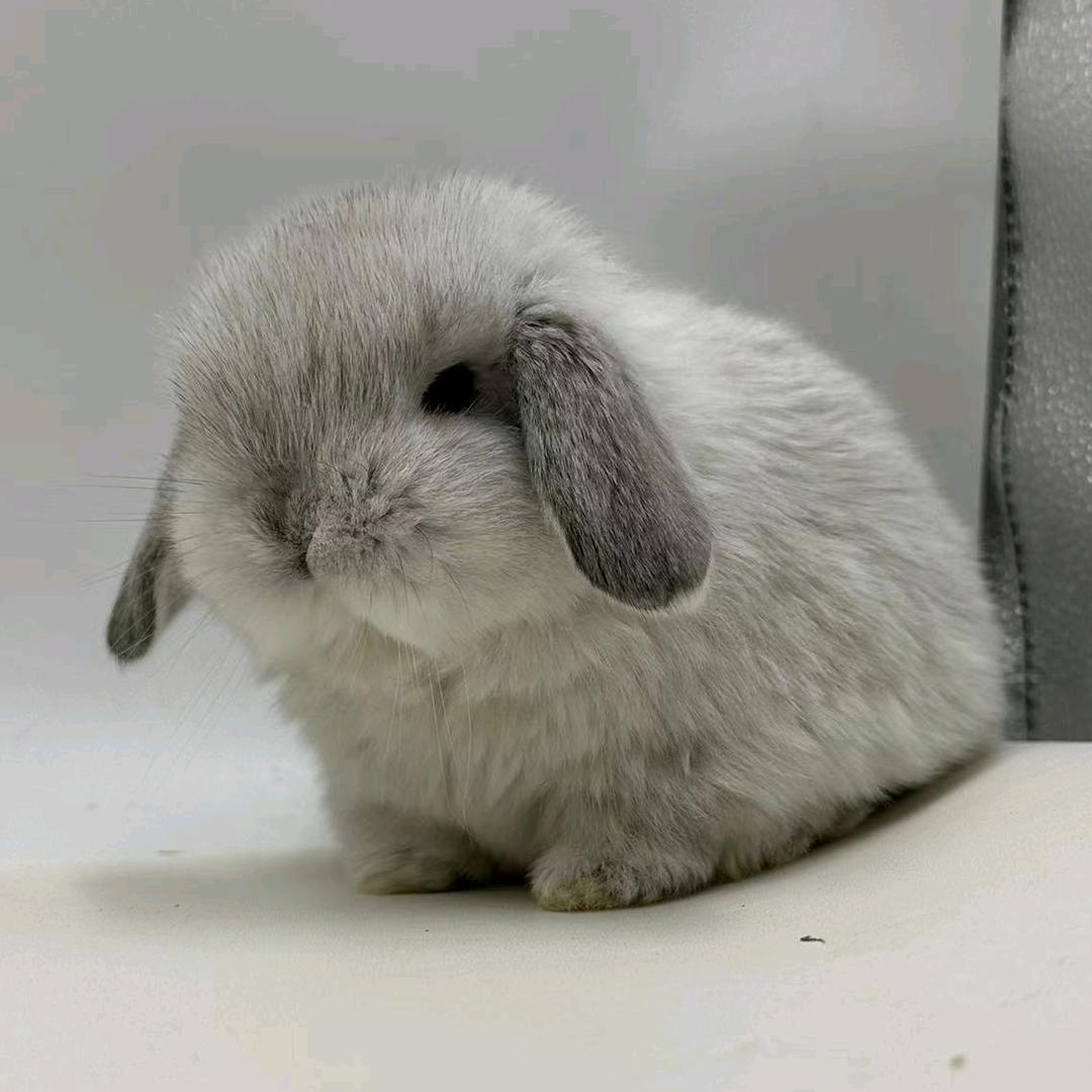 宠葩宠天下