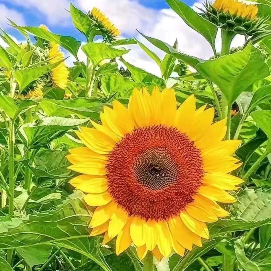 丽爱永远