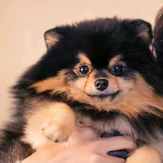 阿结要买大房子