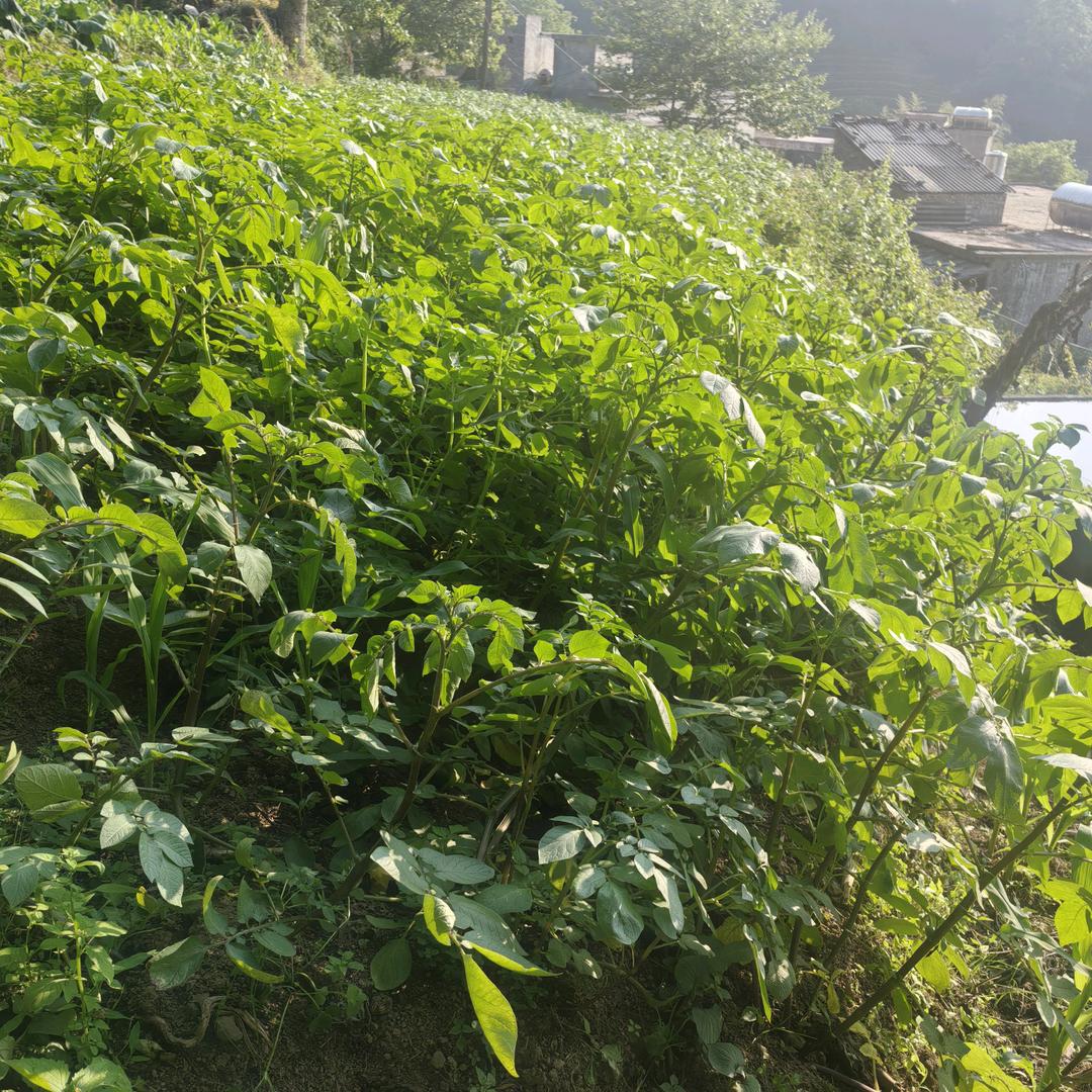 美丽的春天