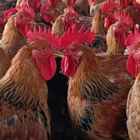 顺当鲜肉批发零售