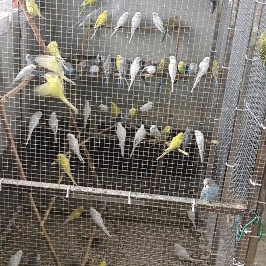 鹦鹉养殖