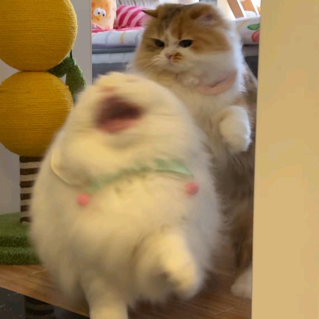 段琳琳