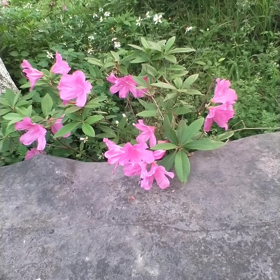 唐秀青