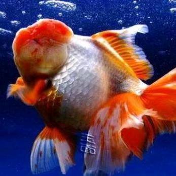 米粒观赏鱼养殖基地