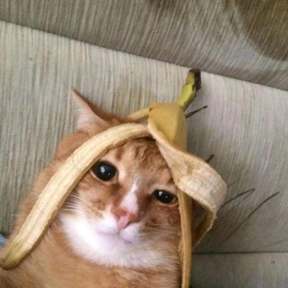 猫meme小剧场