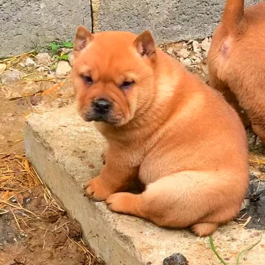 小卓田园犬繁殖