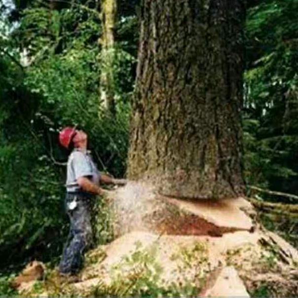伐木联盟，清风（高难度树木修剪）