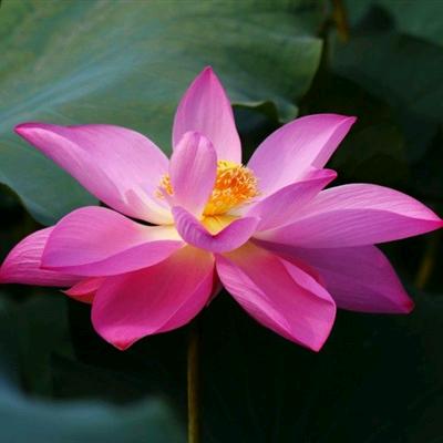笑听春风